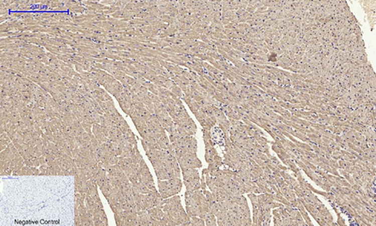 Fig.3. Immunohistochemical analysis of paraffin-embedded mouse heart tissue. 1, CYCS Polyclonal Antibody was diluted at 1:200 (4°C, overnight). 2, Sodium citrate pH 6.0 was used for antibody retrieval (>98°C, 20min). 3, secondary antibody was diluted at 1:200 (room temperature, 30min). Negative control was used by secondary antibody only.