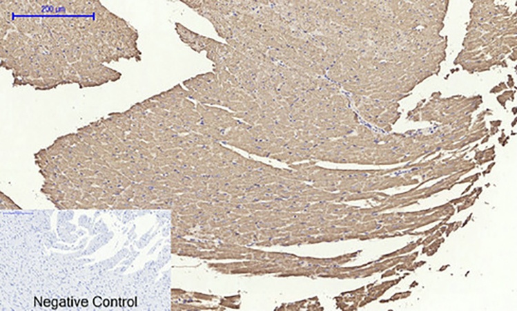 Fig.4. Immunohistochemical analysis of paraffin-embedded rat heart tissue. 1, CYCS Polyclonal Antibody was diluted at 1:200 (4°C, overnight). 2, Sodium citrate pH 6.0 was used for antibody retrieval (>98°C, 20min). 3, secondary antibody was diluted at 1:200 (room temperature, 30min). Negative control was used by secondary antibody only.