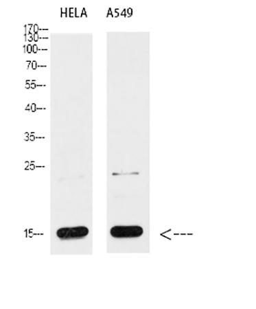 Fig.6. Western blot analysis of Hela (1), A549 (2), diluted at 1:1000.