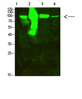 Fig.1. Western Blot analysis of 1, Mouse-kidney 2, Mouse-heart 3,3T3 4,Hela cells using primary antibody diluted at 1:500 (4°C overnight). Goat Anti-rabbit IgG Dylight 800 (Cat #: A23920) secondary antibody was diluted at 1:5000 at 25°C for 1 hour.