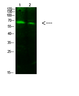 Fig.1. Western Blot analysis of 1, 293T 2, hela cells using primary antibody diluted at 1:1000 (4°C overnight). Goat Anti-rabbit IgG Dylight 800 (Cat #: A23920) secondary antibody was diluted at 1:5000 at 25°C for 1 hour.