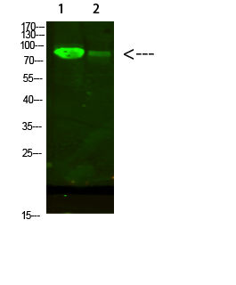 Fig.1. Western Blot analysis of 1, Mouse-heart 2, 293T cells using primary antibody diluted at 1:500 (4°C overnight). Goat Anti-rabbit IgG Dylight 800 (Cat #: A23920) secondary antibody was diluted at 1:5000 at 25°C for 1 hour.