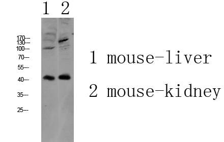 Fig.1. Western blot analysis of various lysate, antibody was diluted at 1:1000. HRP, Goat Anti-Rabbit IgG (Cat #: A21020) secondary antibody was diluted at 1:20000.