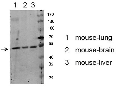 Fig.1. Western blot analysis of various lysate, antibody was diluted at 1:1000. HRP, Goat Anti-Rabbit IgG (Cat #: A21020) secondary antibody was diluted at 1:20000.