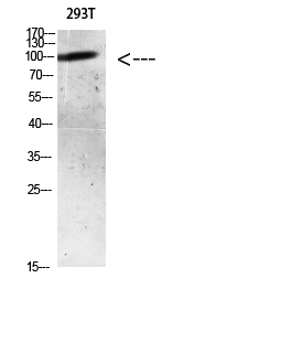 Fig.1. Western blot analysis of Mouse-lung lysate, antibody was diluted at 1:500. HRP, Goat Anti-Rabbit IgG (Cat #: A21020) secondary antibody was diluted at 1:20000.