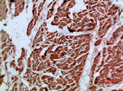 Fig.2. Immunohistochemical analysis of paraffin-embedded human-heart, antibody was diluted at 1:200.