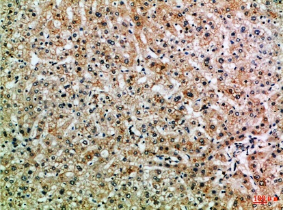 Fig.1. Immunohistochemical analysis of paraffin-embedded Human-liver, antibody was diluted at 1:100.