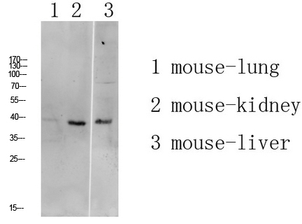 Fig.1. Western blot analysis of Mouse-liver lysate, antibody was diluted at 1:1000. HRP, Goat Anti-Rabbit IgG (Cat #: A21020) secondary antibody was diluted at 1:20000.