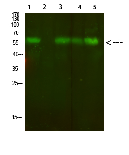 Fig.1. Western Blot analysis of 1, Mouse-lung 2, Mouse-spleen 3,Mouse-kidney 4,Mouse-heart 5,293 cells using primary antibody diluted at 1:500 (4°C overnight). Goat Anti-rabbit IgG Dylight 800 (Cat #: A23920) secondary antibody was diluted at 1:5000 at 25°C for 1 hour.