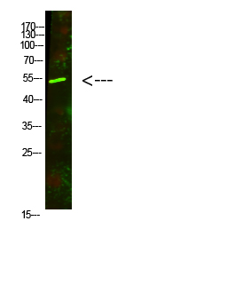 Fig.1. Western Blot analysis of Mouse-lung cells using primary antibody diluted at 1:500 (4°C overnight). Goat Anti-rabbit IgG Dylight 800 (Cat #: A23920) secondary antibody was diluted at 1:5000 at 25°C for 1 hour.