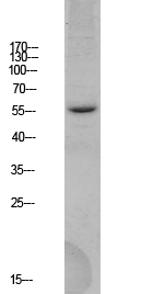 Fig.1. Western blot analysis of HEK293 lysate, antibody was diluted at 1:1000. HRP, Goat Anti-Rabbit IgG (Cat #: A21020) secondary antibody was diluted at 1:20000.