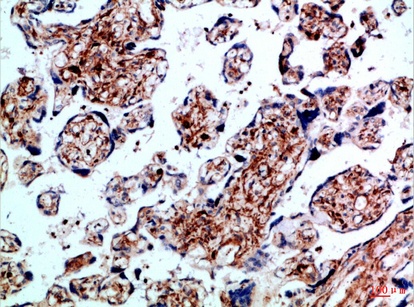 Fig.1. Immunohistochemical analysis of paraffin-embedded Human-placenta, antibody was diluted at 1:100.