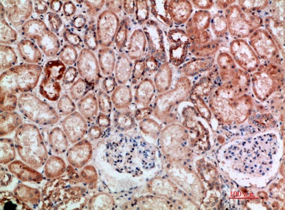 Fig.1. Immunohistochemical analysis of paraffin-embedded human-kidney, antibody was diluted at 1:200.
