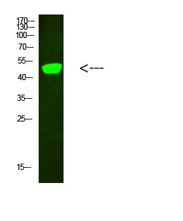 Fig.1. Western Blot analysis of hela cells using primary antibody diluted at 1:500 (4°C overnight). Goat Anti-rabbit IgG Dylight 800 (Cat #: A23920) secondary antibody was diluted at 1:5000 at 25°C for 1 hour.