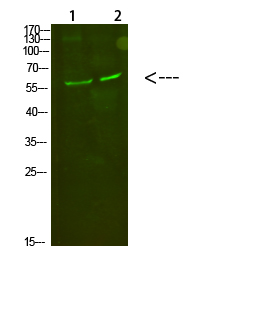 Fig.1. Western Blot analysis of 1, Mouse-kidney 2, Mouse-heart cells using primary antibody diluted at 1:500 (4°C overnight). Goat Anti-rabbit IgG Dylight 800 (Cat #: A23920) secondary antibody was diluted at 1:5000 at 25°C for 1 hour.