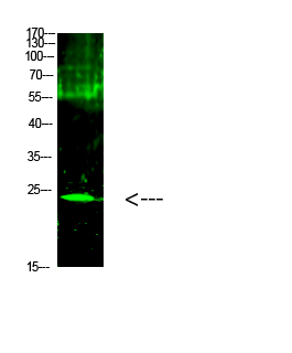 Fig.1. Western Blot analysis of 1, Mouse-kidney cells using primary antibody diluted at 1:1000 (4°C overnight). Goat Anti-rabbit IgG Dylight 800 (Cat #: A23920) secondary antibody was diluted at 1:5000 at 25°C for 1 hour.