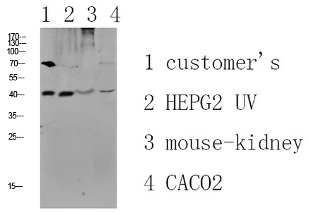 Fig.1. Western blot analysis of various lysate, antibody was diluted at 1:1000. HRP, Goat Anti-Rabbit IgG (Cat #: A21020) secondary antibody was diluted at 1:20000.