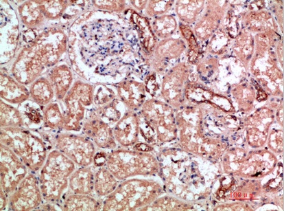 Fig.1. Immunohistochemical analysis of paraffin-embedded human-kidney, antibody was diluted at 1:200.