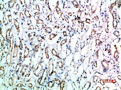 Fig.1. Immunohistochemical analysis of paraffin-embedded human-kidney, antibody was diluted at 1:200.