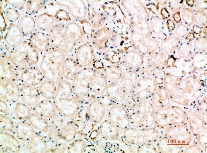 Fig.2. Immunohistochemical analysis of paraffin-embedded human-kidney, antibody was diluted at 1:200.