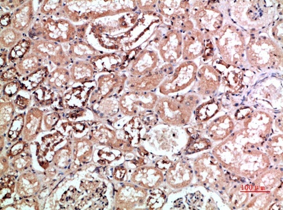 Fig.1. Immunohistochemical analysis of paraffin-embedded human-kidney, antibody was diluted at 1:200.