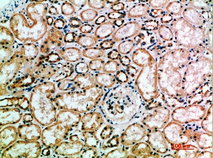 Fig.1. Immunohistochemical analysis of paraffin-embedded human-kidney, antibody was diluted at 1:200.