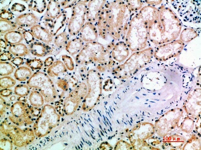 Fig.2. Immunohistochemical analysis of paraffin-embedded human-kidney, antibody was diluted at 1:200.
