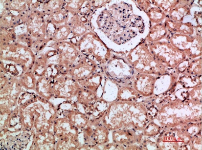 Fig.2. Immunohistochemical analysis of paraffin-embedded human-kidney, antibody was diluted at 1:200.