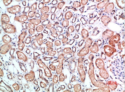 Fig.2. Immunohistochemical analysis of paraffin-embedded human-kidney, antibody was diluted at 1:200.