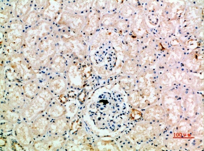 Fig.1. Immunohistochemical analysis of paraffin-embedded human-kidney, antibody was diluted at 1:200.