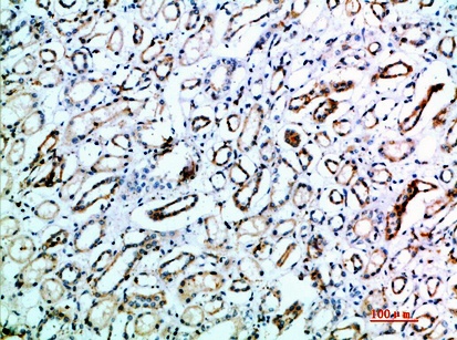Fig.1. Immunohistochemical analysis of paraffin-embedded human-kidney, antibody was diluted at 1:200.