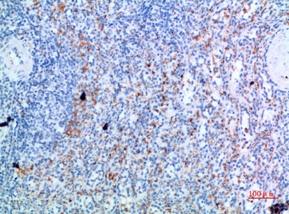 Fig.3. Immunohistochemical analysis of paraffin-embedded human-spleen, antibody was diluted at 1:200.