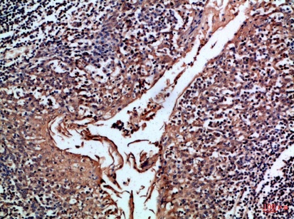 Fig.1. Immunohistochemical analysis of paraffin-embedded Human-tonsil, antibody was diluted at 1:100.