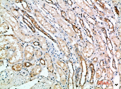 Fig.1. Immunohistochemical analysis of paraffin-embedded human-kidney, antibody was diluted at 1:200.