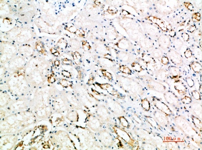 Fig.2. Immunohistochemical analysis of paraffin-embedded human-kidney, antibody was diluted at 1:200.