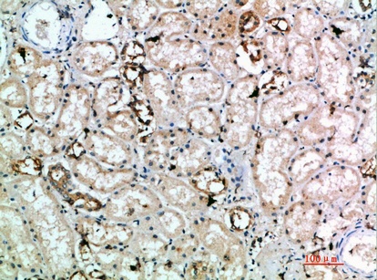 Fig.1. Immunohistochemical analysis of paraffin-embedded human-kidney, antibody was diluted at 1:200.