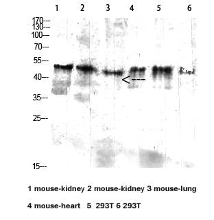 Fig.1. Western blot analysis of Mouse-kidney lysate, antibody was diluted at 1:2000. HRP, Goat Anti-Rabbit IgG (Cat #: A21020) secondary antibody was diluted at 1:20000.