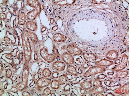 Fig.1. Immunohistochemical analysis of paraffin-embedded Human-kidney, antibody was diluted at 1:100.
