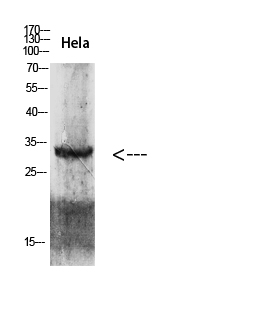 Fig.1. Western blot analysis of 293T Hela lysate, antibody was diluted at 1:2000. HRP, Goat Anti-Rabbit IgG (Cat #: A21020) secondary antibody was diluted at 1:20000.