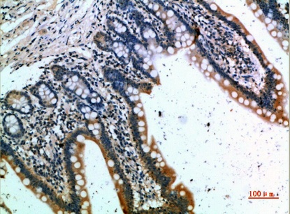 Fig.1. Immunohistochemical analysis of paraffin-embedded human-small-intestine, antibody was diluted at 1:200.