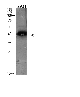 Fig.1. Western blot analysis of Hela lysate, antibody was diluted at 1:2000. HRP, Goat Anti-Rabbit IgG (Cat #: A21020) secondary antibody was diluted at 1:20000.