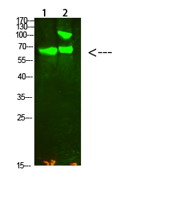 Fig.1. Western Blot analysis of 1, Hela 2, Mouse-kidney cells using primary antibody diluted at 1:2000 (4°C overnight). Goat Anti-rabbit IgG Dylight 800 (Cat #: A23920) secondary antibody was diluted at 1:5000 at 25°C for 1 hour.