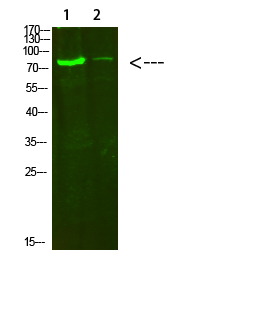 Fig.1. Western Blot analysis of 1, hela 2, 3T3 cells using primary antibody diluted at 1:500 (4°C overnight). Goat Anti-rabbit IgG Dylight 800 (Cat #: A23920) secondary antibody was diluted at 1:5000 at 25°C for 1 hour.