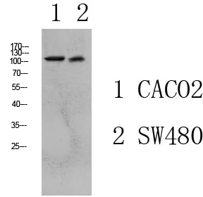 Fig.1. Western blot analysis of various lysate, antibody was diluted at 1:1000. HRP, Goat Anti-Rabbit IgG (Cat #: A21020) secondary antibody was diluted at 1:20000.