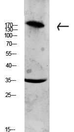 Fig.1. Western blot analysis of CACO2 lysate, antibody was diluted at 1:1000. HRP, Goat Anti-Rabbit IgG (Cat #: A21020) secondary antibody was diluted at 1:20000.