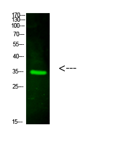 Fig.1. Western Blot analysis of hela cells using primary antibody diluted at 1:1000 (4°C overnight). Goat Anti-rabbit IgG Dylight 800 (Cat #: A23920) secondary antibody was diluted at 1:5000 at 25°C for 1 hour.