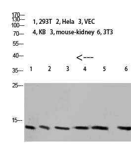 Fig.1. Western blot analysis of 293T Mouse-kidney lysate, antibody was diluted at 1:1000. HRP, Goat Anti-Rabbit IgG (Cat #: A21020) secondary antibody was diluted at 1:20000.