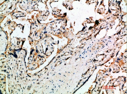 Fig.1. Immunohistochemical analysis of paraffin-embedded human-placenta, antibody was diluted at 1:200.