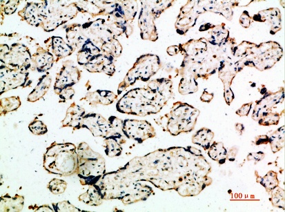 Fig.2. Immunohistochemical analysis of paraffin-embedded human-placenta, antibody was diluted at 1:200.