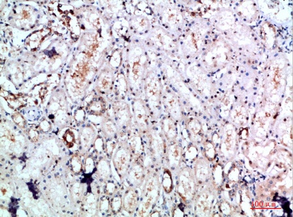 Fig.1. Immunohistochemical analysis of paraffin-embedded human-kidney, antibody was diluted at 1:200.